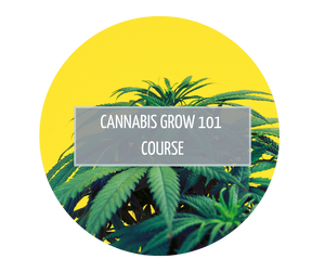 Cannabis Grow 101 Course