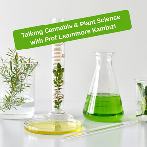In conversation with Prof. Kambizi about Cannabis and Plant Science (video)