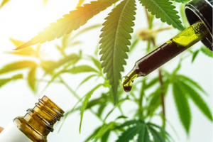 Everything you need to know about CBD Oil in South Africa