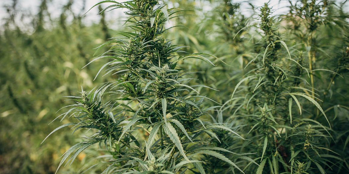 Hemp Courses