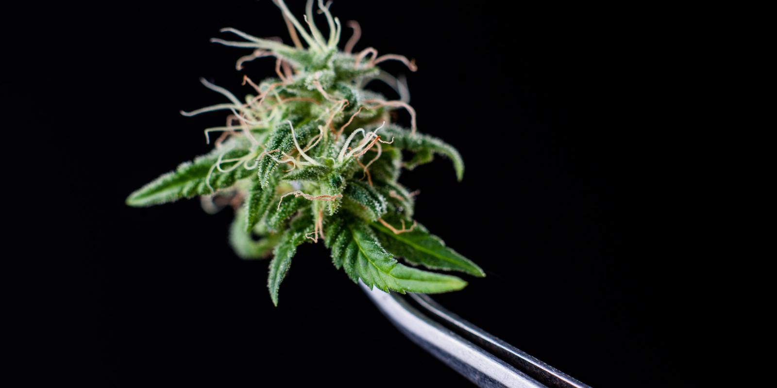 Cheeba Medical Cannabis Courses