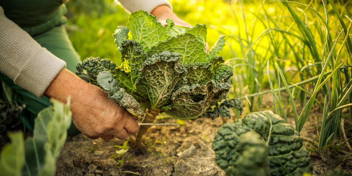 Permaculture Course