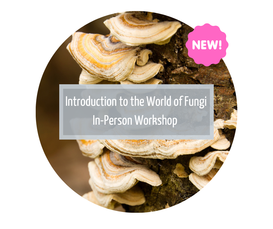 Introduction into the world of Fungi Workshop - 18 Oct