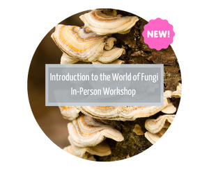 Introduction into the world of Fungi Workshop - 18 Oct