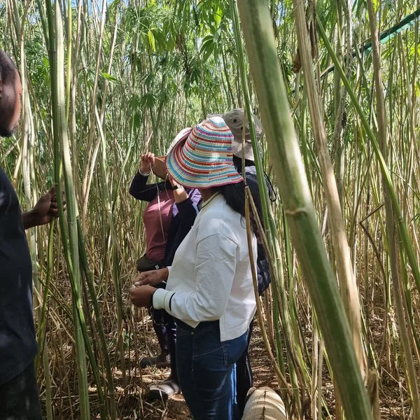 We Train to Buy - Hemp Fiber Cultivation Training for Hemp Textiles