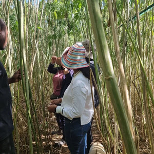We Train to Buy - Hemp Fiber Cultivation Training for Hemp Textiles