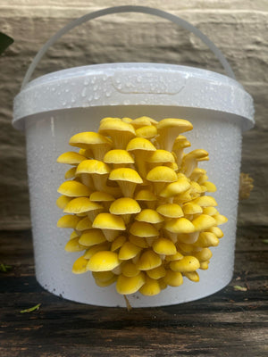 Introduction into the world of Fungi Workshop - 18 Oct