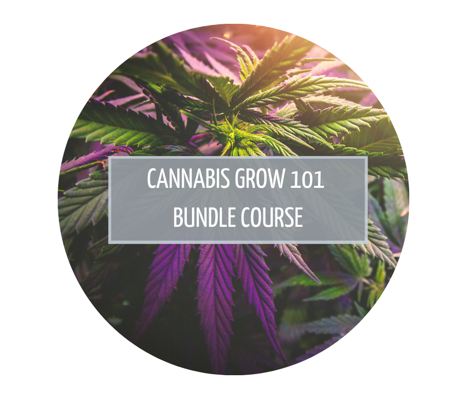 Cannabis Grow 101 Bundle Course